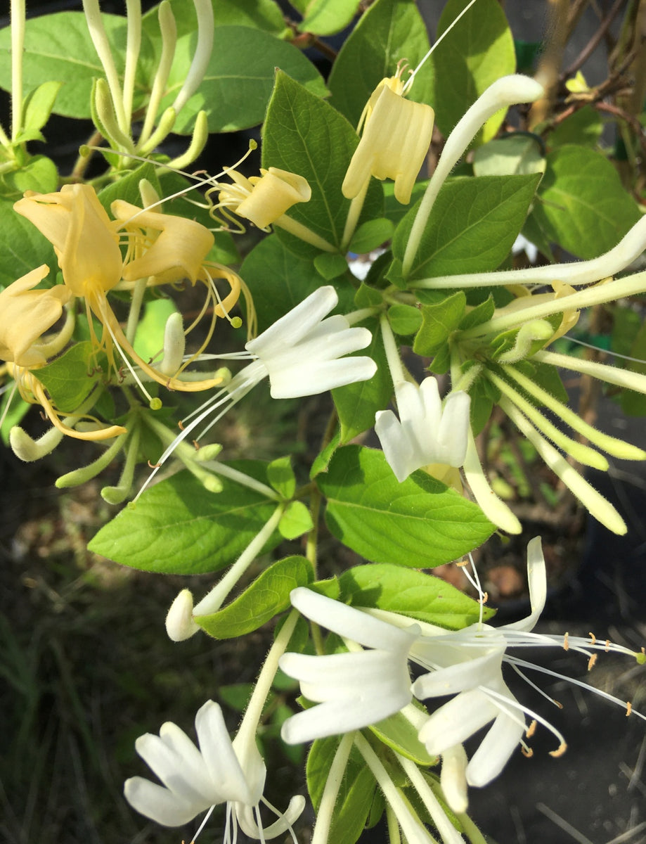 Lonicera japonica 'Hall's Prolific' – Tynings Plants