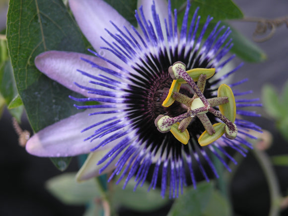 Passiflora ‘Damsel’s Delight’ (also know as ‘Silly Cow’)