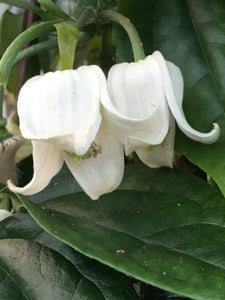 Clematis urophylla 'Winter Beauty'