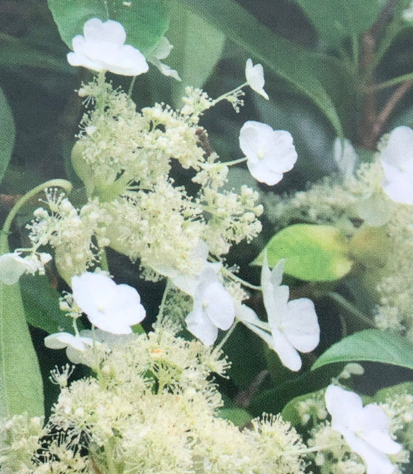 Hydrangea seemannii