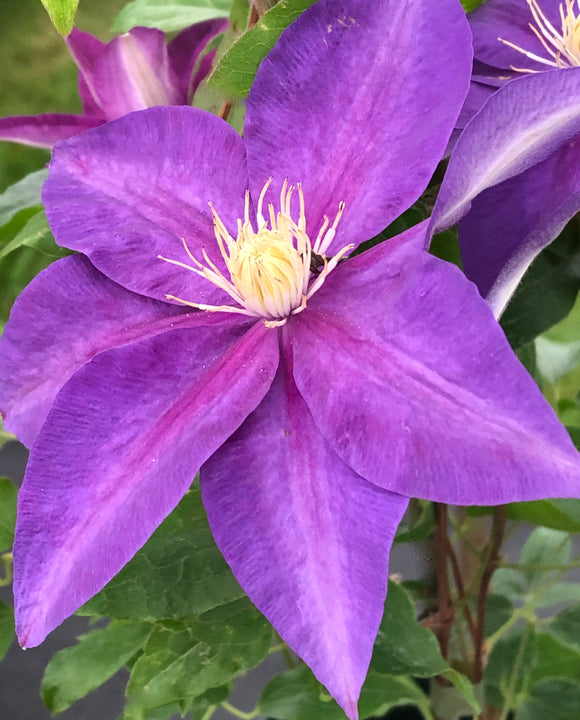 Clematis ‘Elsa Spath’