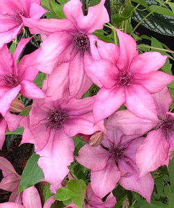Clematis 'Giselle'