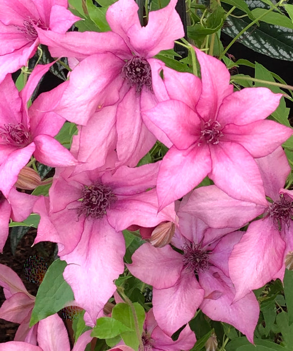 Clematis 'Giselle'