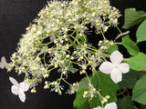 Hydrangea petiolaris