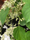 Hydrangea petiolaris