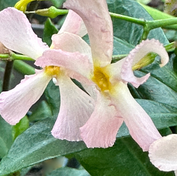 Trachelospermum asiaticum 'Pink Showers'
