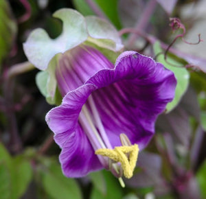 Cobaea scandens