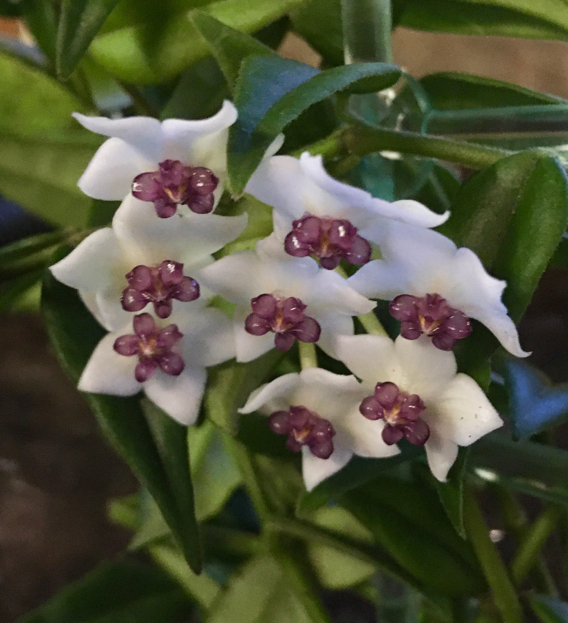 Hoya Bella Plants For Sale