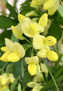 Coronilla valentina subsp.glauca 'Citrina'