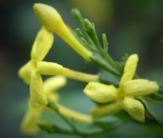 Jasminum odoratissima