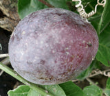 Passiflora edulis fruit
