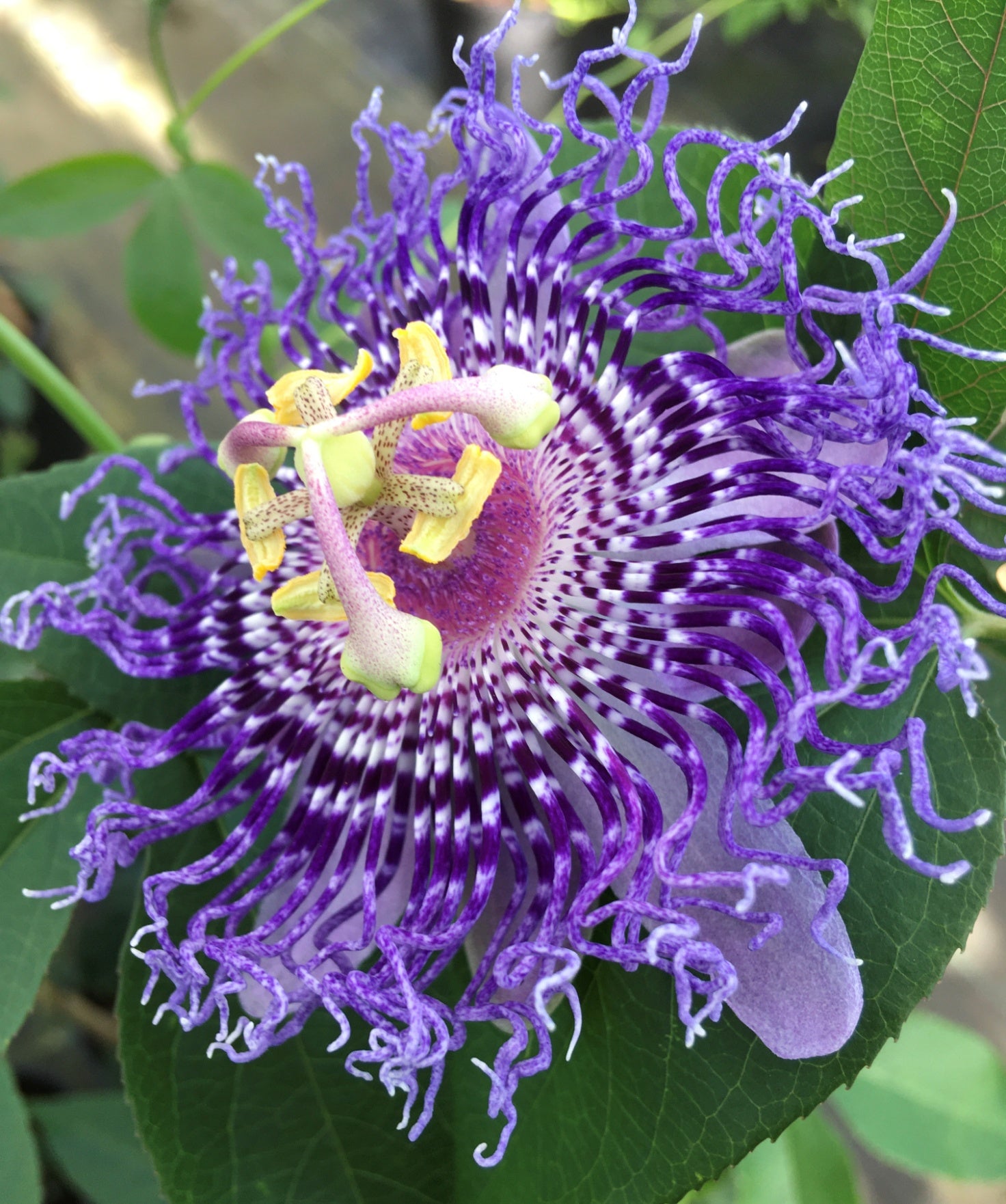 Passiflora ‘Fata Confetto’ – Tynings Plants